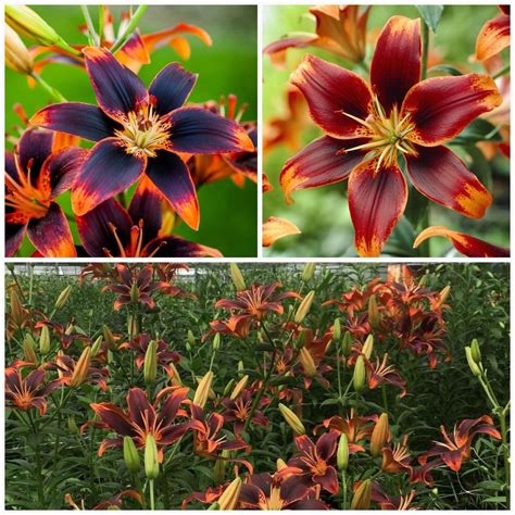 Asiatic Lily Bulbs Forever Susan Ideal For Planting In Borders Or