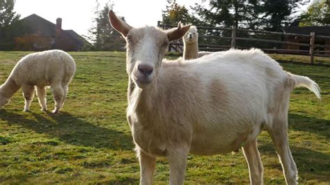 You'll meet numerous cuddly creatures like the donkey sweet dreams (nicknamed peanut) and amelia, a pinzgauer heifer, who was found in june 2020 as a baby in the brush, nearly blind and in dire need of care. sasranch