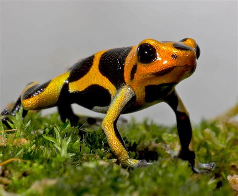 Most Poisonous Frogs In The World