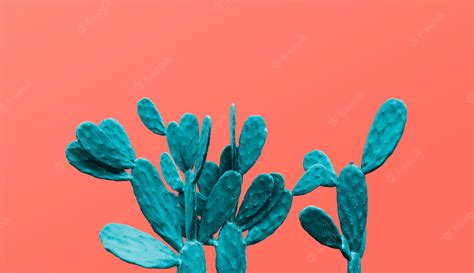 Cactus Minimal Hd Wallpaper Pastel Minimalist Wallpap