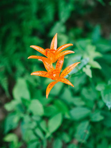 Lily Flower Orange Bloom Plant Hd Phone Wallpaper Peakpx