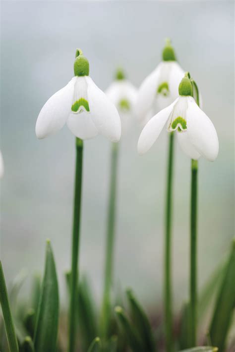 How To Grow Snowdrops Gardens Illustrated