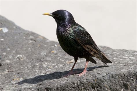 Common Starling New Zealand Birds Online