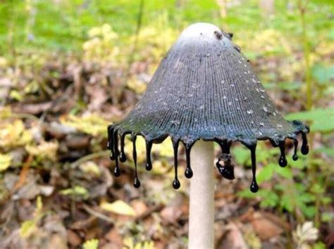 🔥 inky cap mushroom coprinopsis atramentaria an edible mushroom but sometimes poisonous if