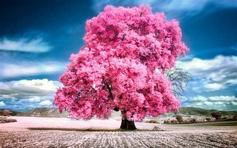 Free Download Sky Clouds Pink Summer Beauty Beautiful Tree Nature [1920x1200] For Your Desktop