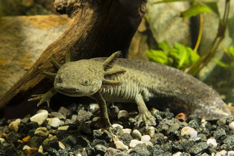 Axolotls The Adorable Giant Salamanders Of Mexico Trueviralnews