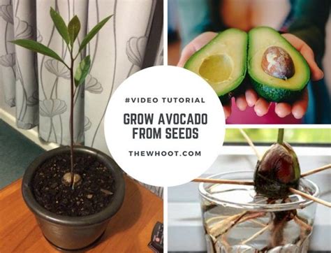 If you don't split them prior to carving, they will split on their own later. How To Grow Avocados From Seed The Fastest Way | The WHOot ...