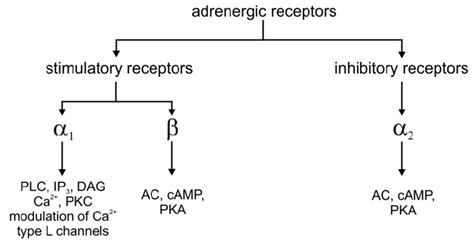 Classification Of Adrenergic Receptors 56 58 Download Scientific