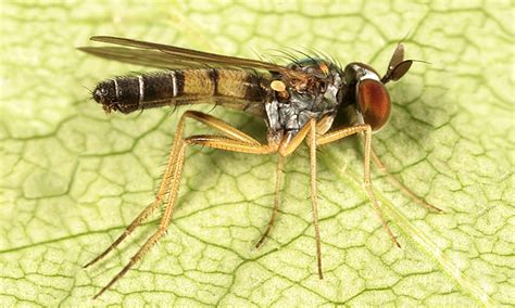 Flying Gems Long Legged Flies