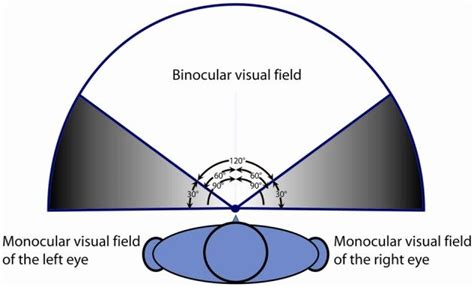 Description Of The Normal Binocular Visual Field And Monocular Visual