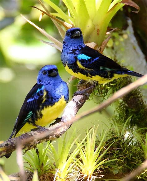 Turquoise Tanager Az Birds