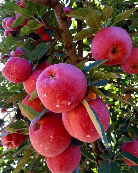 Apple Tree Kashmir Tere Fruit