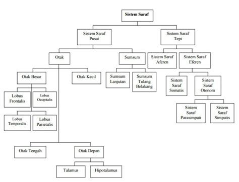 Peta Konsep Sistem Saraf Pada Hewan Peta Konsep Biologi Sel Apabila
