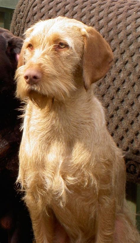 Vizslas are attached to their owner, conscious of their worth, receptive and easy to train, but don't do well with rough treatment. Hungarian Wirehaired Vizsla's For Sale | Preston ...