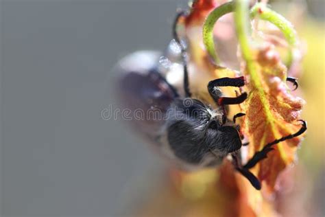 Beetles Eat The Leaves Of The Trees Stock Image Image Of Fauna Wing
