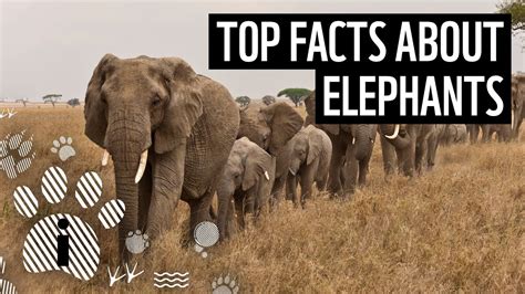 Top Facts About Elephants Wwf Youtube