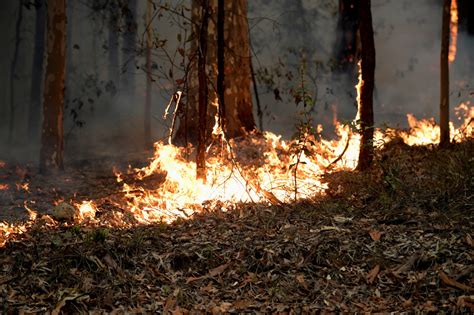 Bushfires In New South Wales Australia Humber News