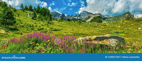 Highland In Sunny Weather With Flowering Grass Stock Image Image Of