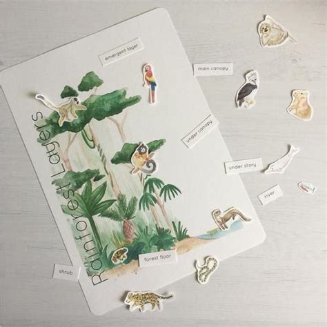 Rainforest Layers Printable Activity Instant Download Etsy