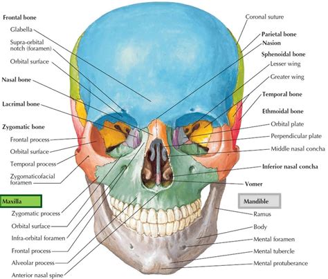 Mandible Jaw Bone Anatomy Parts Function Mandible Dislocation
