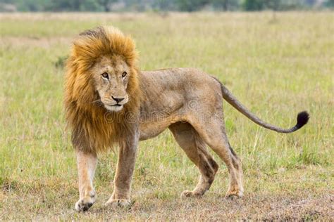 Adult Male Lion In Prime Of Life Stock Image Image Of Habitat Fauna