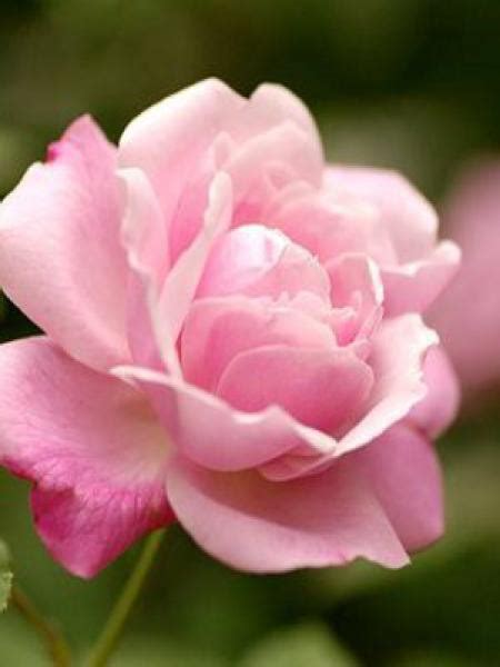 Rosier Ancien De Chine Old Blush Rosa Chinensis Le Jardin Du Pic Vert