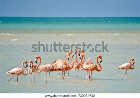 Flamingos On Isla Holbox Stock Photo Edit Now 730074952