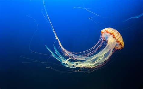 Download Wallpaper 3840x2400 Jellyfish Underwater World Tentacles Swim Ocean 4k Ultra Hd 16