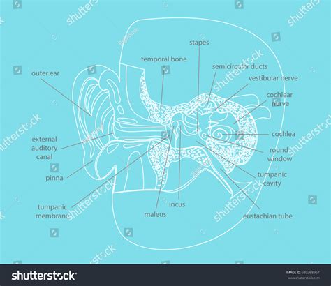 Cartoon Human Ear Anatomy Cut Part Stock Vektorgrafik Lizenzfrei
