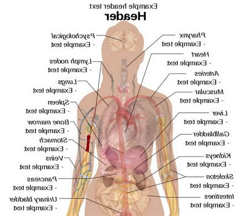 Using a body diagram activity is also a great resource for teaching esl students, or send children learning about the body. External Body Parts Of Woman : radial femoral posterior ...