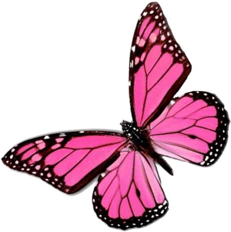 Download Pink Butterfly Png Png Image With No Background