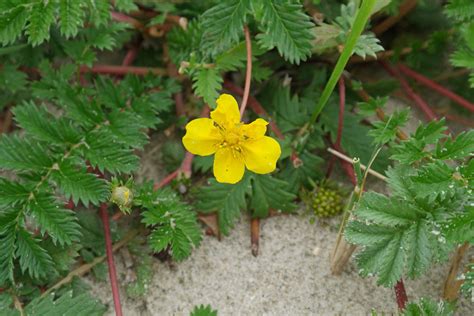 Many floras (particular those targeting amateur botanists) consider this to be the species along the atlantic coast. Argentina anserina