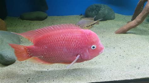 Vieja Synspilum X Super Red Texas Stunning Fish Youtube