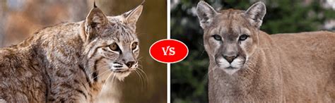 Bobcat Vs Cougar (Mountain Lion) Fight comparison, who win will?