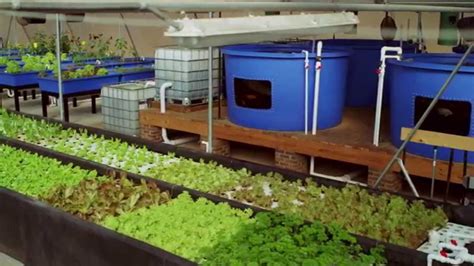 Check out nelson and pade's highly productive clear flow aquaponic systems® to grow more food in indoor agriculture. Aquaponics Farm North Carolina | Lucky Clays Fresh | Or ...