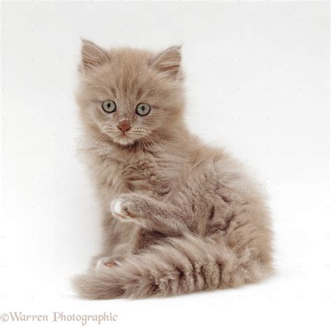 Take a look through our seller listings to find your beautiful bundle of fur. Lilac Birman-cross kitten photo - WP19113