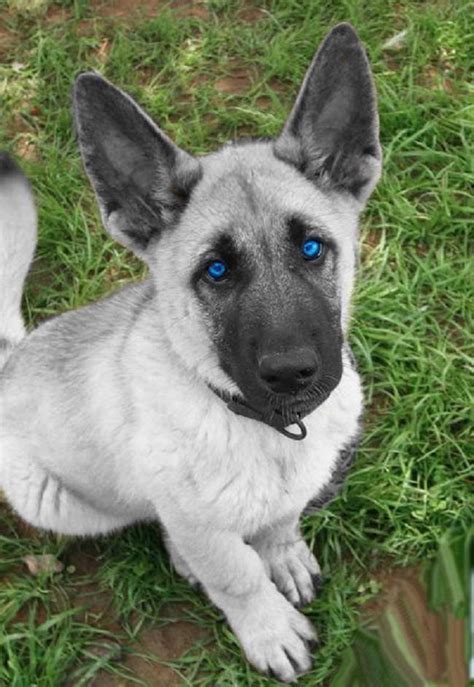 Blue Eyed German Shepherd Puppies For Sale Petsidi