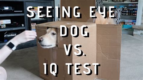 Seeing Eye Dog Takes An Iq Test Youtube