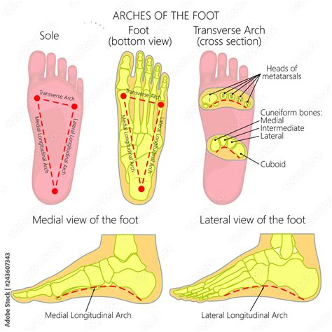 Fototapeta Vector Diagram Arches Of The Foot Medial And Lateral