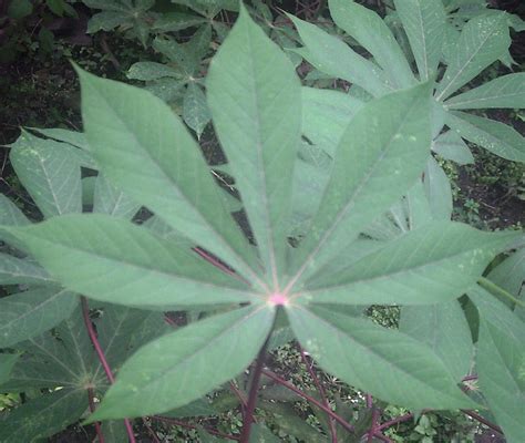 Benefits Of Science Cassava Leaves Benefits For Health And Pregnant Women