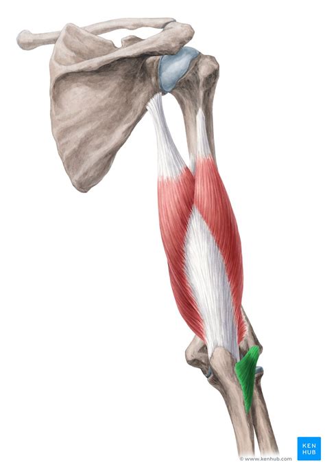 Anconeus Muscle Origin Insertion Innervation Function Kenhub