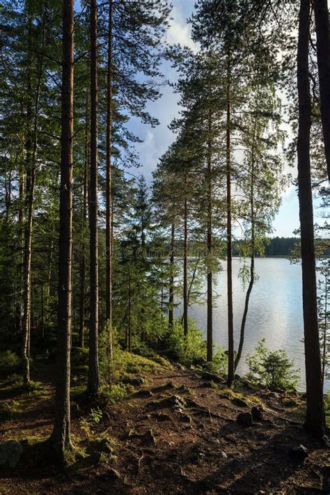 Lush Verdant Forest Lake Finland Stock Photos Free And Royalty Free