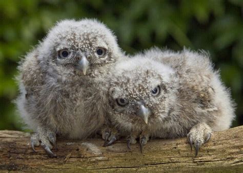 These Two Baby Owls Are Crazy Adorable Owl Pet Owl Photos Baby Owls