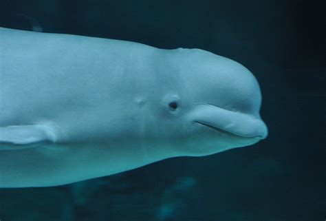 Zootografiando 6100 Animals Beluga Beluga Delphinapterus Leucas