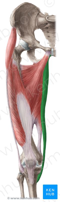 Bildresultat för Gracilis | Quadriceps femoris, Muscle anatomy, Body