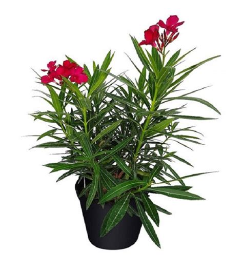 Nerium Oleander Red