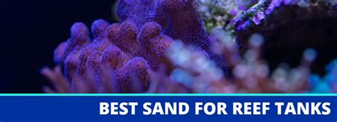Best Live Sand For Your Reef Tank Reviews And Ratings For 2022