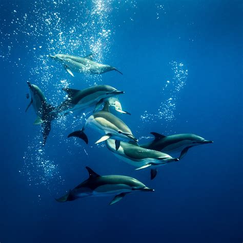 Common Dolphins Socialize Underwater George Karbus Photography
