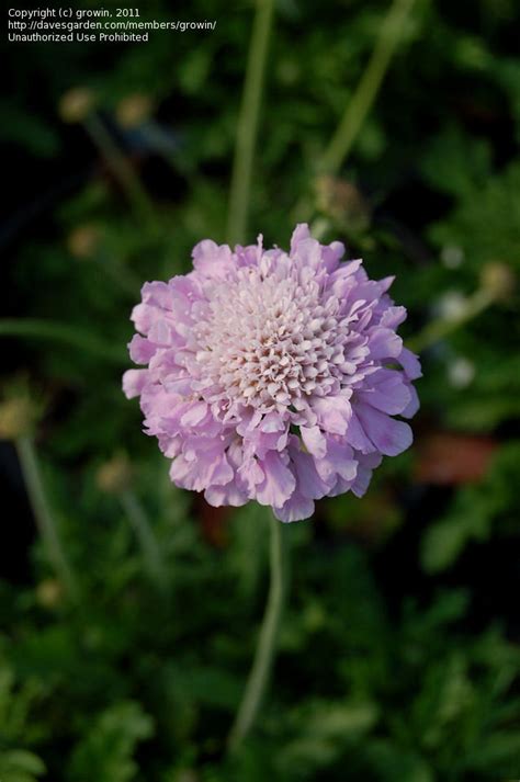 Plantfiles Pictures Scabiosa Pincushion Flower Pink Mist Scabiosa