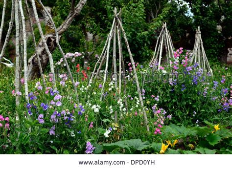 Beautiful Sweet Pea Flowers Growing On Plant Supports